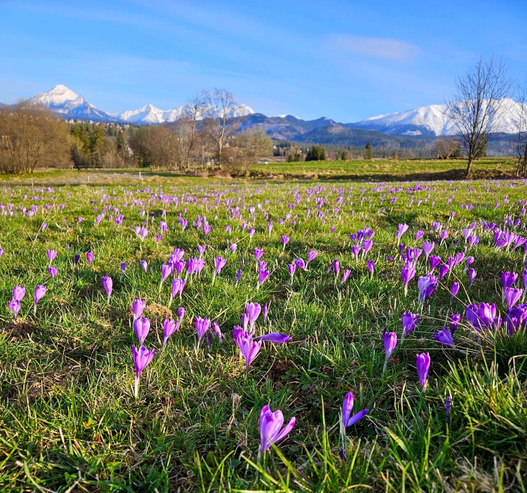 Goralska Chatka 3 Highland Cottage - Jacuzzi, Sauna, Split Ac, Private Parking, Mountains View ザコパネ エクステリア 写真